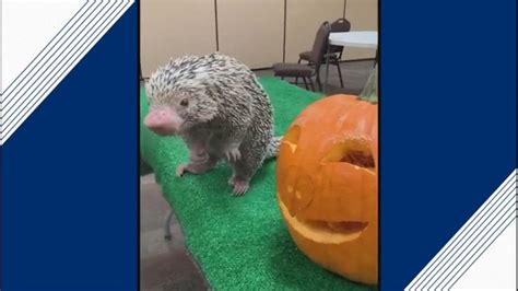 Curious Porcupine Investigates Pumpkin Gma