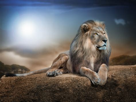 Lion In Jungle 1600 X 1200 Wallpaper
