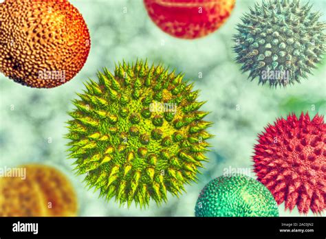 Pollen Grains From Different Plants Illustration Stock Photo Alamy