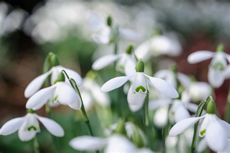 How To Grow Snowdrops