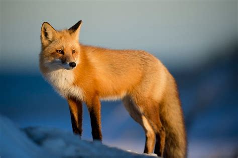 Fox Animal Symbolism Symbolic Fox Thoughts Fox Totem Meanings By