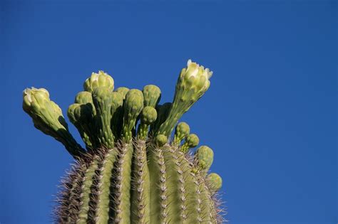 There are so many different varieties of the cactus plant; Edible flowers and plants of Mexico and how to prepare them