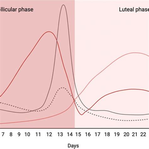 Fluctuations In Female Sex Hormones During The Menstrual Cycle Lh