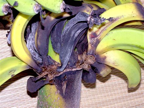 Beloved Bananas May Become Extinct As Fungus Spreads Around The World