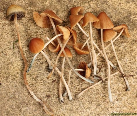 Conocybe Cyanopus Or Smithii Updated With Microscope Photos And More