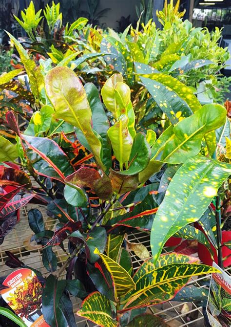 Crotons Flowers And Foliage Colour Plants Ross Evans Garden Centre