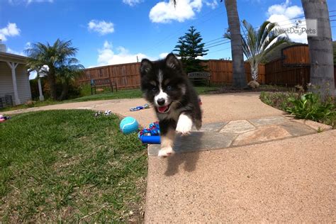 Free puppies and puppies for adoption on here come from world reknown breeders that are looking for homes that would adopt these puppies for free, be sure to scroll through our listings for free. Bronx: Pomsky puppy for sale near San Diego, California ...