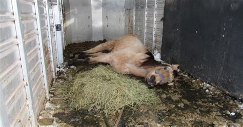 More Than A Dozen Severely Neglected Horses Rescued From Pa Property