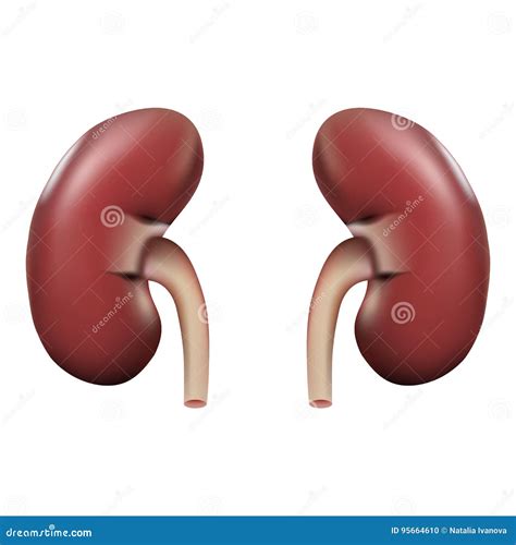 Premium Vector Human Kidney Anatomy Human Kidney Info