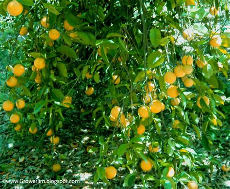 Garden Adventures Sweet Lemon Citrus Limetta