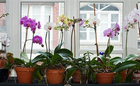 When To Repot And Transplant An Orchid All You Ever Need To Know