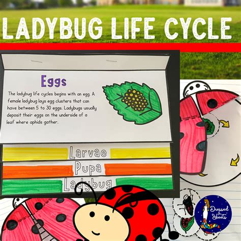Learn All About The Ladybug Life Cycle By Assembling Your Own Life
