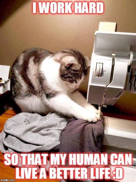 Repairs And Chores 15 Memes Prove Cats Work Hard For The House Funny