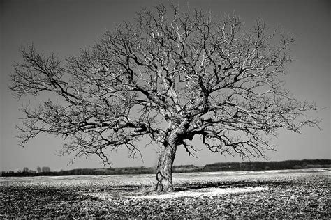 Lone Tree In Field Bw 01 Photograph By Rick Grisolano Photography Llc