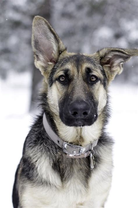 Top 25 Ideas About German Shepherd On Pinterest German Shepherd Pups