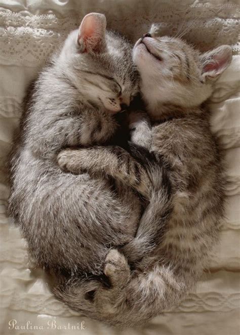 Two Cuddling Cats Cute Cats Animals Beautiful