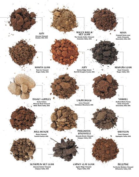 Factor is determined to identify its chemical and. Get the lowdown on soil diversity and its flavor impact on ...