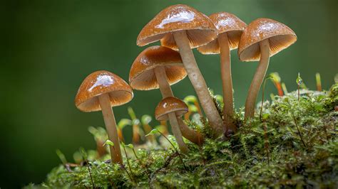 Macro Brown Mushrooms With Shallow Background 4k 5k Hd Nature