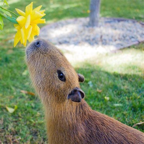 Capybara Mammal Informationpicturesclassification And Description