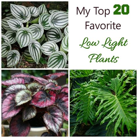 Low Light Indoor Plants House Plants That Thrive In