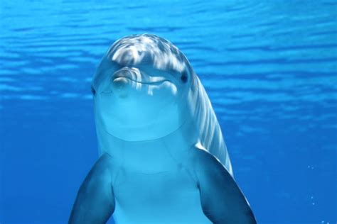 Marine Mammals Representative Species | Dolphin Discovery Dolphin