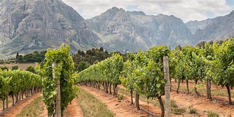 Welcome To The World Of South African Wine