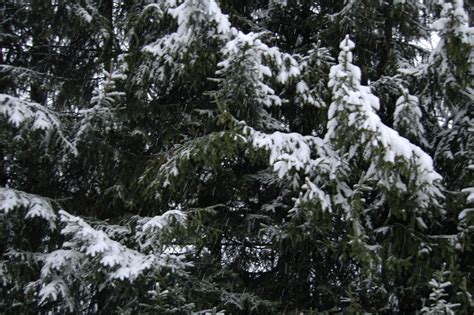 Snow On An Evergreen Tree Evergreen Trees Evergreen Nature