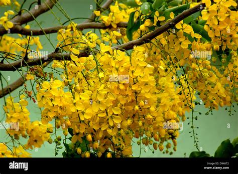 Kanikonna Cassia Fistula Related To Vishu Official Flower Of Stock