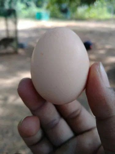 Brown Egg And Chicks By Nato Kodi Eggs Anakapalli