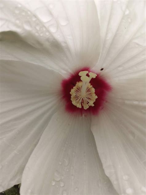 Maybe you would like to learn more about one of these? Pin by Raymond Rodriguez on Boston Flowers & Plants ...