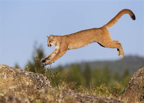 Cougar Full Hd Wallpaper And Background Image 2048x1463 Id437082