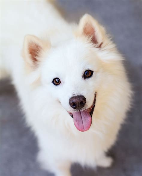 American Eskimo Dog Breed Information And Characteristics Daily Paws