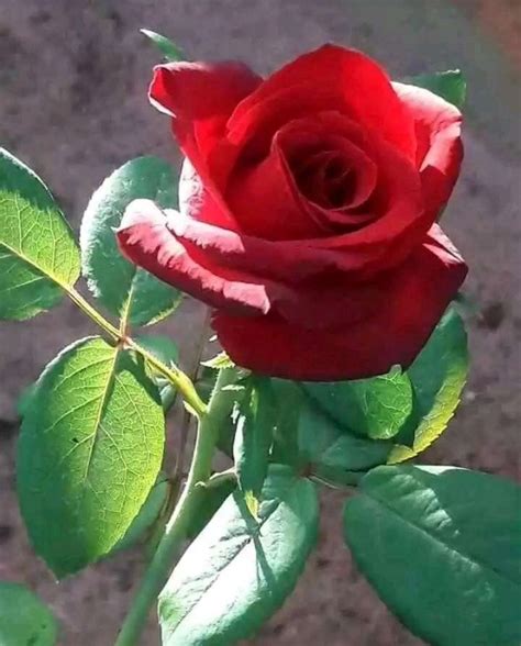 Connect with friends, family and other people you know. Top 35 Whatsapp Dp Rose Flowers Rose Images For Whatsapp ...