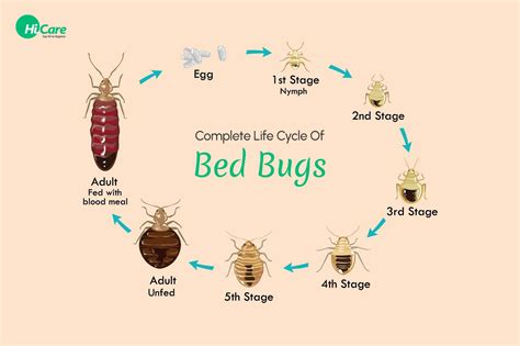 Complete Life Cycle Or Stages Of Bed Bugs Hicare