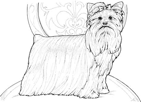 Yorkie puppy coloring pages how draworkshire terrier art learning puppies poo maltese for miniature dog shorkie mini toy teacup biewer parti 1092x1425. Dog Breed Coloring Pages