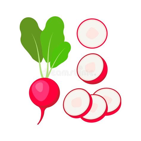 Radish Isolated On White Background Vector Color Illustration Of
