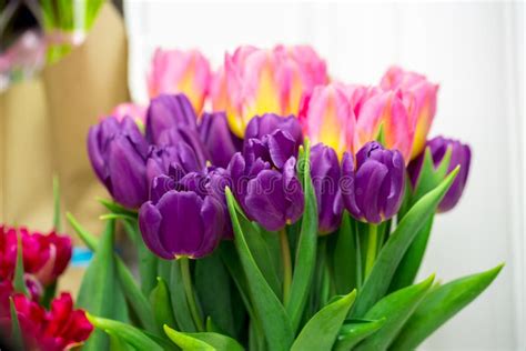 Beautiful Pink And Purple Tulips Stock Photo Image Of Posy T