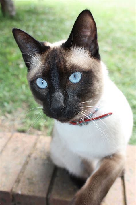 Glorious Siamese Cat Gallery Ideas Gorgeous Cats Siamese Cats