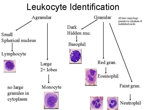 Histology Lecture 6 Blood Composition Of Blood Blood