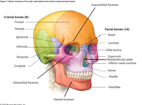 Human Body Bones Anatomical Reference Free Essay Example