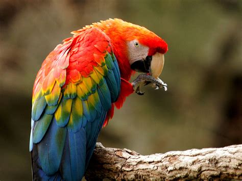 xterraspace scarlet macaw dna points to ancient breeding operation in southwest