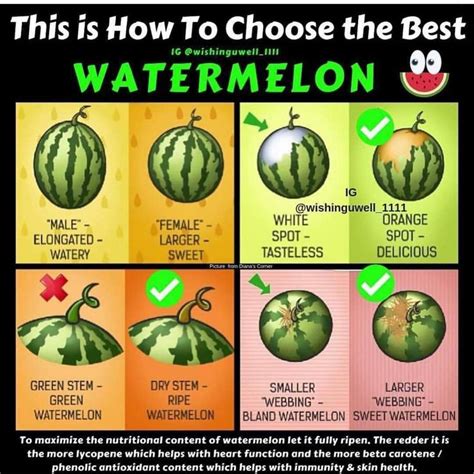 How To Choose The Best Watermelon Watermelon Facts Watermelon Plant