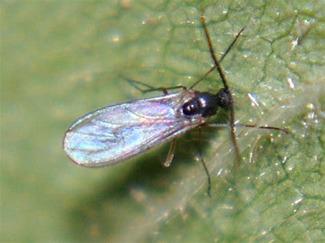 Dark Winged Fungus Gnat Bugguidenet