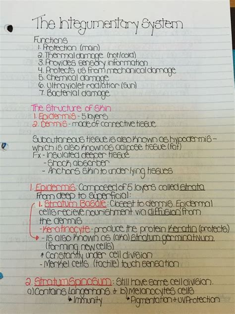 Handwritten Study Notes — Integumentary System Notes See Rest On My