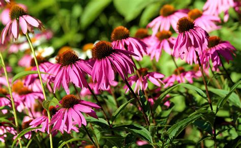 Purple Coneflowers At Fa Seiberling Nature Realm Photo By Volunteer