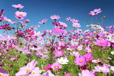 Cosmos Flowers By Neil Overy In 2022 Cosmos Flowers Cosmos Flower