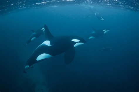 Scientists Say They Know Why Killer Whales Are Attacking Boats Off The