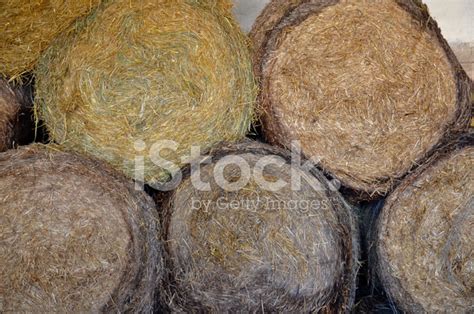 Round Bale Of Straw Stock Photo Royalty Free Freeimages