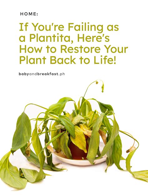 Most dying tooth can be saved by root canal treatment. How To Save Your Dying Plant | Philippines Mommy Family Blog
