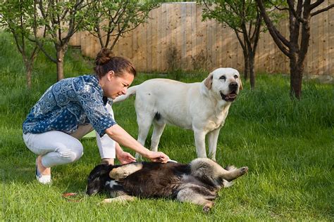 Woman Brushing Her Two Dogs Outdoor In The Backyard By Stocksy